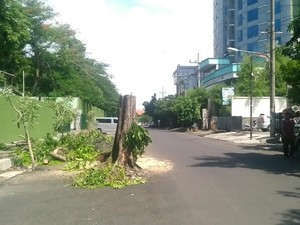 Memakan Korban, Pohon Maut di Jalan Setail Surabaya Akhirnya Ditebang