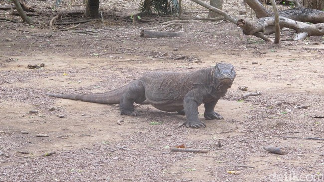 Kenali Lagi Komodo, Si Hewan Kanibal