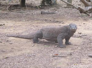 Rencana Luhut: Pulau Komodo Dijadikan Jurassic Park