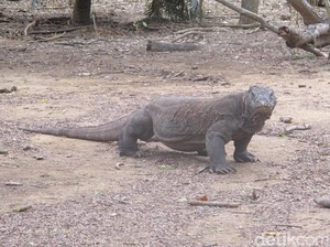 Rencana Luhut: Pulau Komodo Dijadikan Jurassic Park