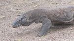 Penampakan Si Naga Purba dari Dekat