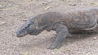 Komodo hidup secara individu, tidak berkelompok. Mereka pun mencari dan menyergap mangsa sendiri. Namun ketika sedang menyantap mangsa, komodo-komodo lain akan datang untuk sama-sama memakannya (Afif/detikTravel)