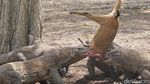 Penampakan Si Naga Purba dari Dekat