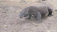 Polemik Turis Bayar USD 500 Buat Lihat Komodo