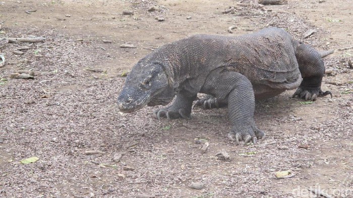 Komodo di Pulau Komodo