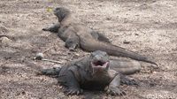 Komodo di Pulau Komodo