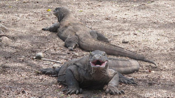 Komodo memiliki liur yang sangat berbahaya, mengandung 60 bakteri mematikan. itu sudah cukup membuat mangsanya menjadi lemah, kemudian saat tak berdaya komodo akan menyerangnya (Afif/detikTravel)