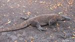 Penampakan Si Naga Purba dari Dekat