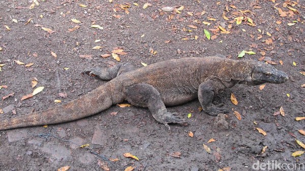 Komodo memiliki nama ilmiah Varanus komodoensis. Mereka hidup di beberapa pulau seperti di Pulau Rinca, Komodo, Padar dan Gili Motang yang masuk dalam lingkup Taman nasional Komodo di Labuan Bajo, Manggarai Barat, NTT (Afif/detikTravel)