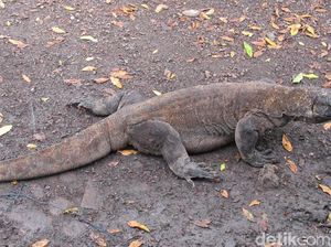 Isu Turis Bayar Tiket Masuk USD 500 ke Komodo Masih Wacana