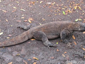 Kenaikan Tiket Masuk TN Komodo Dilakukan Tahun Depan?
