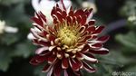 Ternyata China Punya Taman Bunga Secantik Ini