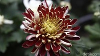 Bak sebuah puisi, sebagaimana tercermin dalam desain tamannya. Lingering Garden di Suzhou mencerminkan pepatah China kuno yang mengatakan Surga di bumi ada di Suzhou (Agung/detikTravel)