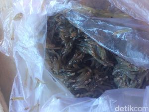 Mengulik Kandungan Gizi Ikan Nike yang Banyak Ditemui di Sulawesi Utara