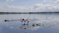 Danau Dendam Tak Sudah berada di daerah Dusun Besar, pinggir Kota Bengkulu. Letaknya persis di pinggir jalan raya menuju Curup (Fitraya/detikTravel)