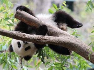 Tiba di China, Panda Kelahiran Amerika Tidak Mau Makan Tanpa Crackers