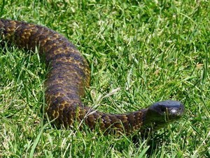 Semakin Banyak Hewan Peliharaan Digigit Ular di Tasmania