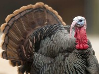 Wild Turkey, (Meleagris gallopavo), Germany, captive