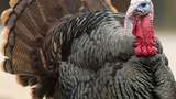 7 Fakta Unik Ayam Kalkun, Ikon Hari Thanksgiving yang Bisa Tersipu