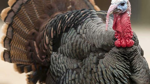 Wild Turkey, (Meleagris gallopavo), Germany, captive