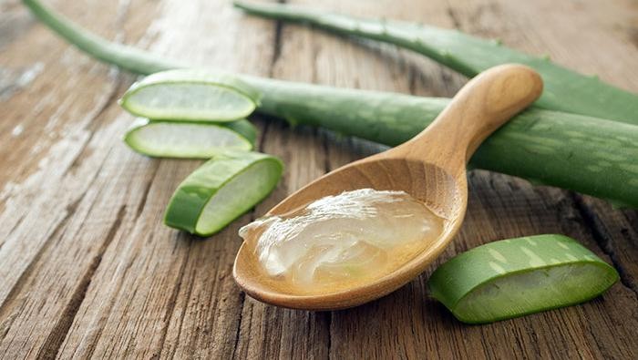 Lidah buaya memiliki banyak sekali manfaat. Foto: Getty Images Lidah buaya memiliki banyak sekali manfaat. Foto: Getty Images
