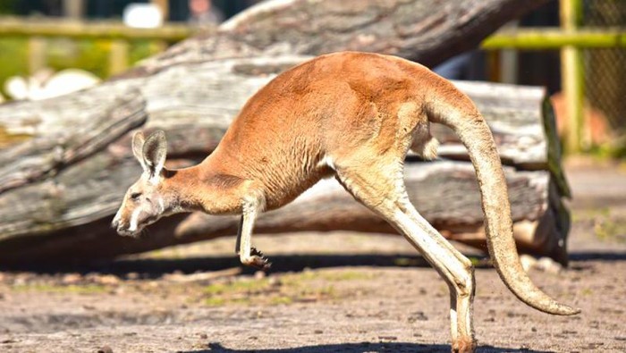 Ilustrasi Kangguru Australia
