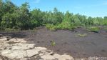 Belajar Peduli Lingkungan di Hutan Mangrove Bahowo, Manado