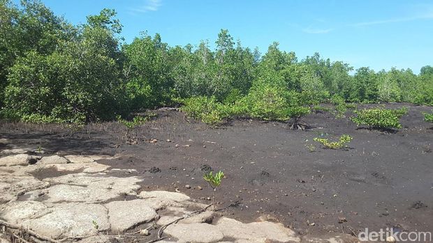 Hutan Mangrove Bahowo adalah 'benteng' alam terakhir di Manado (Radian/detikTravel)