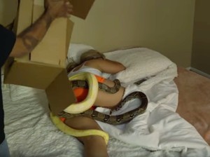 Inikah Kekasih Paling Buruk? Pacarnya Dilempar Ular Piton Saat Tidur