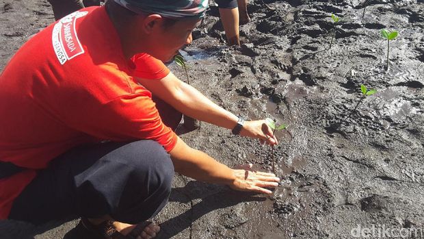 Traveler pun bisa ikut menanam bibit pohon bakau (Radian/detikTravel)
