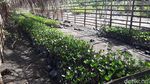 Belajar Peduli Lingkungan di Hutan Mangrove Bahowo, Manado