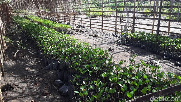 Pembibitan pohon bakau  (Radian/detikTravel)