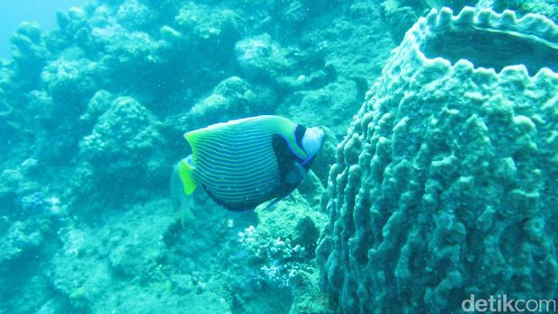 Melihat ikan karang cantik di sekitar kapal