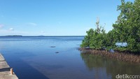 Tanaman bakau atau mangrove bisa jadi benteng pembatas wilayah laut dan darat. Sayangnya, hutang mangrove di beberapa wilayah sudah mulai berkurang. Seperti di kota Manado, kini tinggal terdapat Hutan Mangrove Bahowo yang terletak di Desa Bahowo, Tongkaina, Manado, Sulawesi Utara (Radian/detikTravel)