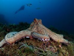 Deretan Hewan yang Sudah Eksis di Bumi Sebelum Manusia Ada