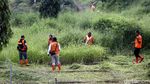 Pasukan Oranye Bersihkan Rumput Liar di KBT