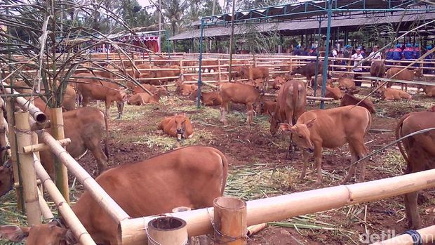 Inseminasi buatan untuk sapi Bali