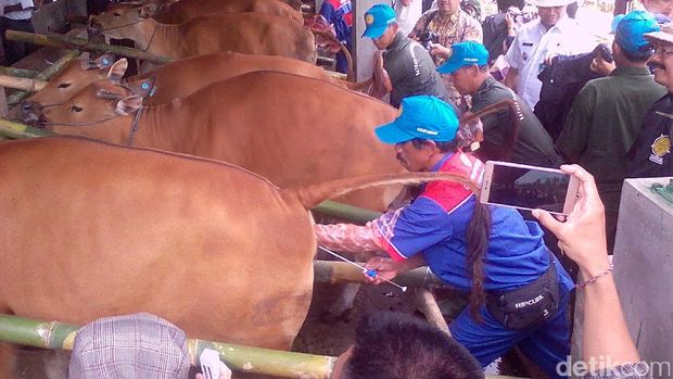 Inseminasi buatan untuk sapi Bali