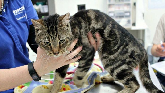 Ditinggal Tanpa Makanan, 14 Kucing di Adelaide Saling Memangsa