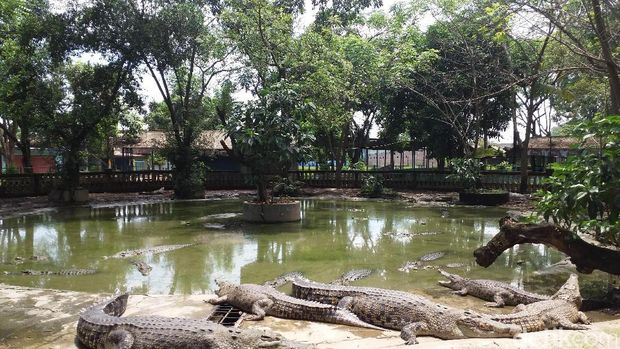 Menengok Taman Buaya Di Bekasi Antara Penangkaran Dan Atraksi