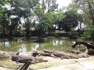BKSDA Cari Buaya Muara yang Dikabarkan Muncul di Pantai Selatan