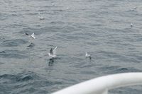 Burung-burung camar di Selat Bosphorus (Rois/detikTravel)