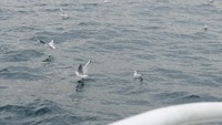 Dari atas kapal, kita bisa menyaksikan burung-burung camar mencari makan di atas laut. Mereka mencari ikan-ikan kecil untuk makan siang (Rois/detikTravel)