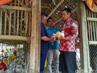 Mentan cek keluhan peternak soal harga bibit ayam