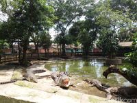 Menengok Taman Buaya Di Bekasi Antara Penangkaran Dan Atraksi