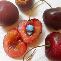 Unik! Seniman Ini Buat Lukisan Micro Art di Atas Kulit Bawang, Biji Anggur hingga Butiran Beras