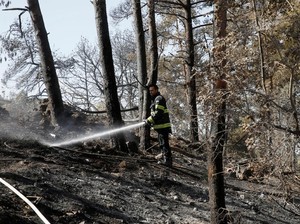 Kebakaran Hutan Merajalela di Israel, Separuhnya karena Kesengajaan