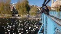 Jika tidak berminat memberi makan angsa, traveler cukup berburu foto saja di sekitar jembatan. Pemandangan di sekitar sungai ini tentu saja fotogenic dan menarik untuk diabadikan dengan kamera (Rois/detikTravel)