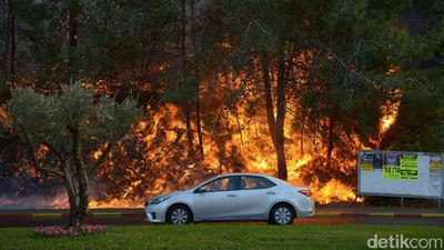Kebakaran Hutan Landa Israel