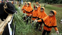 Sejumlah anak terlihat memberi pakan berupa rumput segar untuk sapi di acara Hello Nature 2016 di Bumi Perkemahan Ragunan, Cilandak, Jakarta, Minggu (27/11/2016).